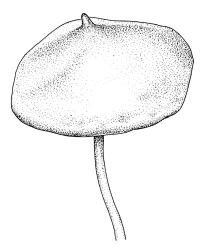Pleurophascum ovalifolium, capsule, dry. Drawn from M.J.A. Simpson 8561, CHR 351331.
 Image: R.C. Wagstaff © Landcare Research 2015 